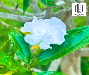 Entre Folhas e Silêncio, a Tranquilidade Floresce