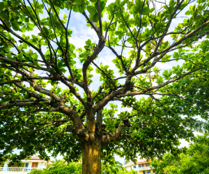 Natureza e Conforto no Alojamento Ramos Guest House em São Tomé e Príncipe